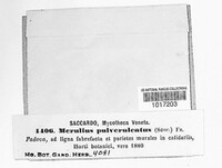 Meruliporia pulverulenta image